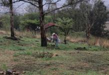 Piden que el cerro de la Reina se integre a la Red de Bosques Urbanos