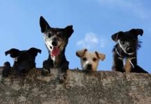 Más allá del amor, dueños de mascotas también sienten su valor en el bolsillo