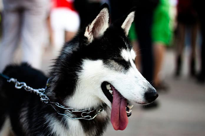 Más allá del amor, dueños de mascotas también sienten su valor en el bolsillo