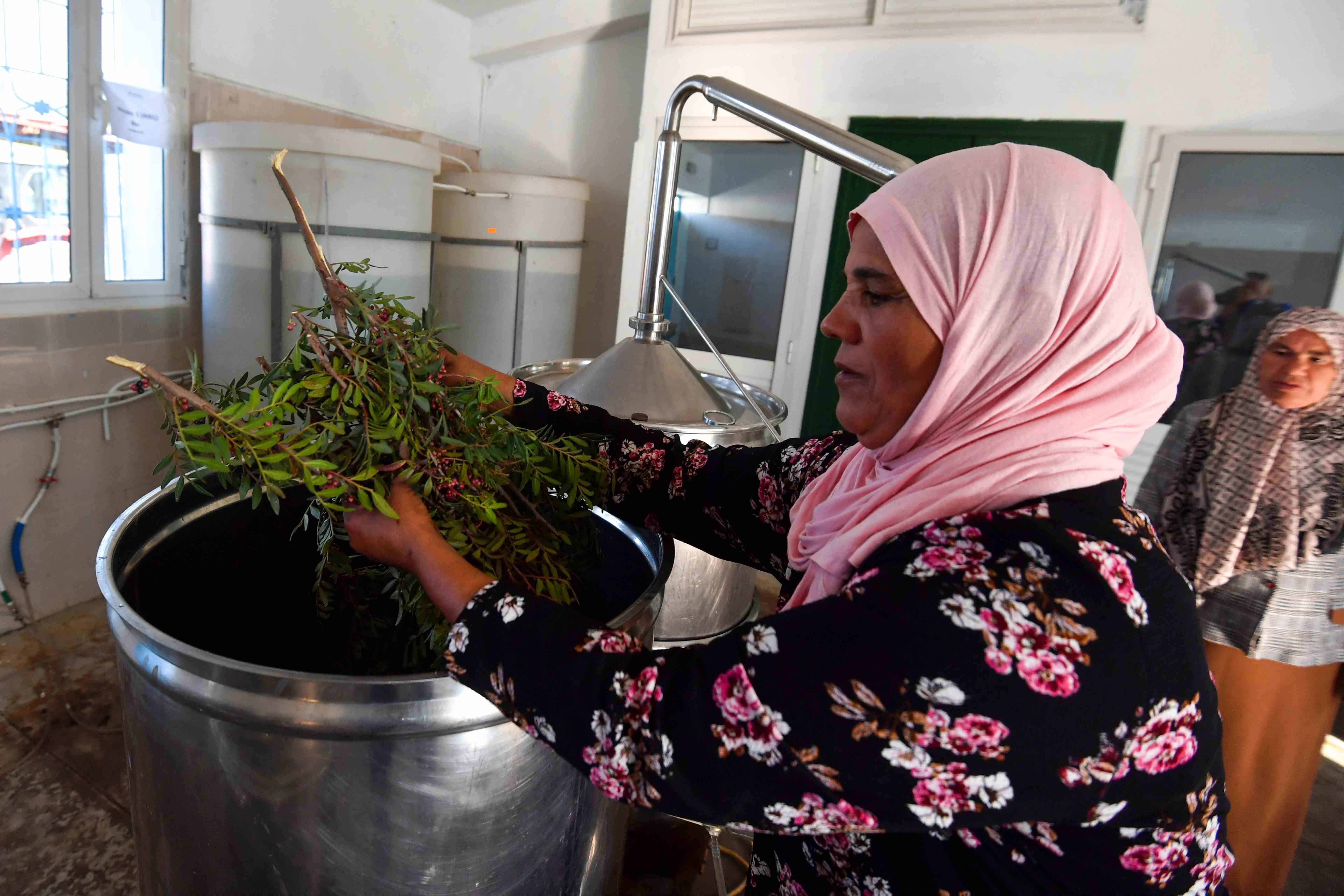 Mujeres recolectoras de plantas aromáticas lidian con la sequía en Túnez