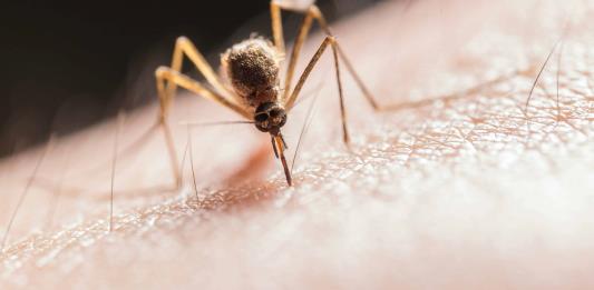 Jalisco llega a 66 muertes por dengue y registra más de 20 mil casos