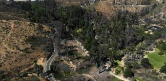 Árboles más resistentes al fuego para enfrentar incendios forestales en Chile