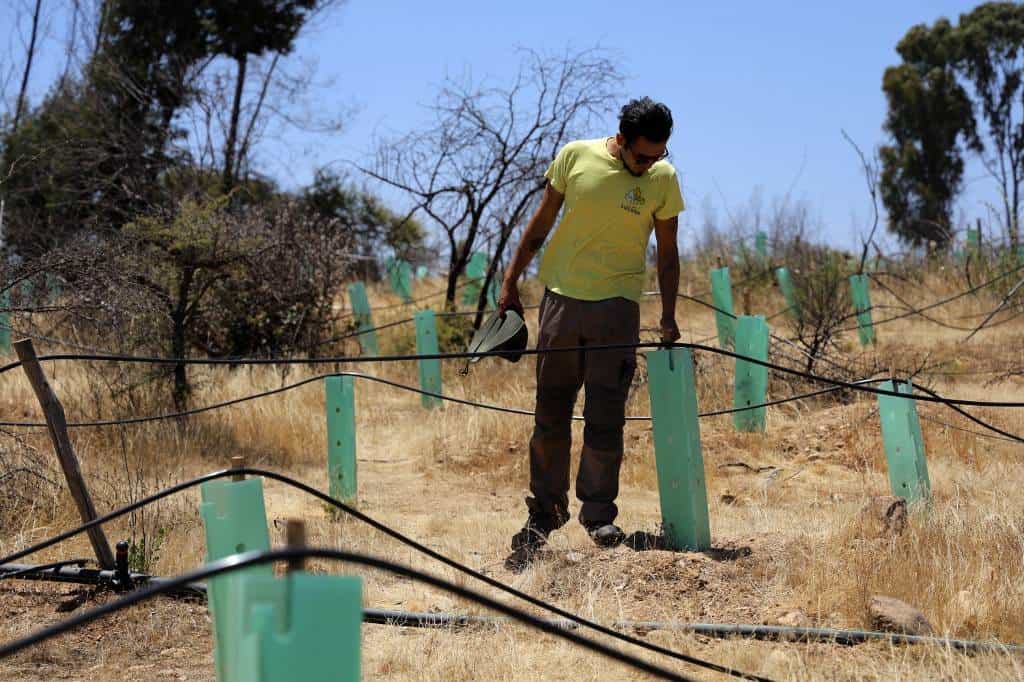 Árboles más resistentes al fuego para enfrentar incendios forestales en Chile