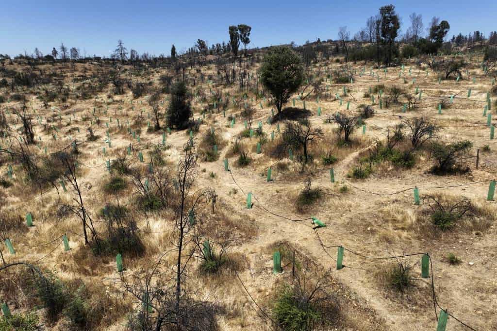 Árboles más resistentes al fuego para enfrentar incendios forestales en Chile