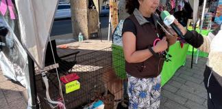 Más de 100 perros buscan un hogar: Campaña de adopción en el corredor más verde de Jalisco