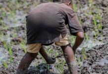 Grandes marcas utilizan algodón de campos en India que emplean a niños, denuncia oenegé