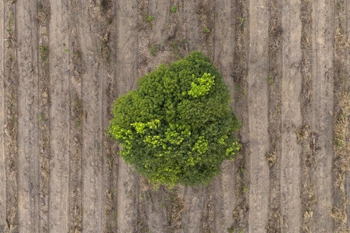 El mercado de carbono, ¿el nuevo El Dorado de la Amazonía brasileña?