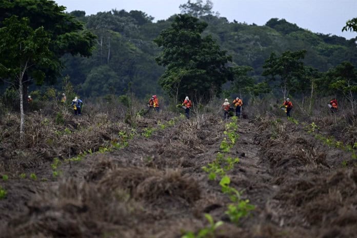 El mercado de carbono, ¿el nuevo El Dorado de la Amazonía brasileña?