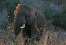 Un cuidador tailandés es acusado de negligencia tras muerte de turista española por un elefante