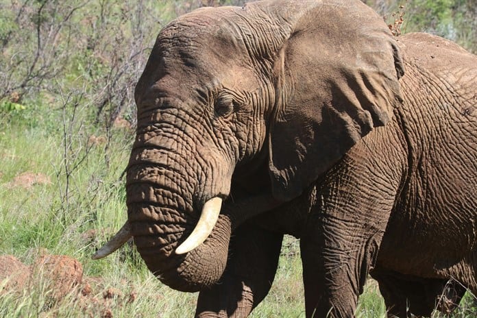 Un cuidador tailandés es acusado de negligencia tras muerte de turista española por un elefante