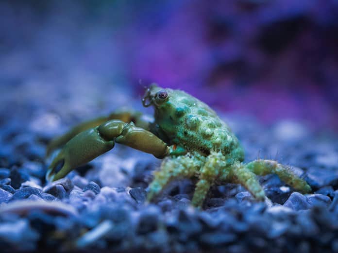 Una cuarta parte de la fauna de agua dulce amenazada de desaparición, según estudio