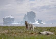 Groenlandia: ¿Por qué Trump no deja de insistir en este territorio?