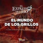 El mundo de los grillos - El Expresso de las 10 - Vi. 10 Enero 2025