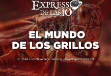 El mundo de los grillos - El Expresso de las 10 - Vi. 10 Enero 2025