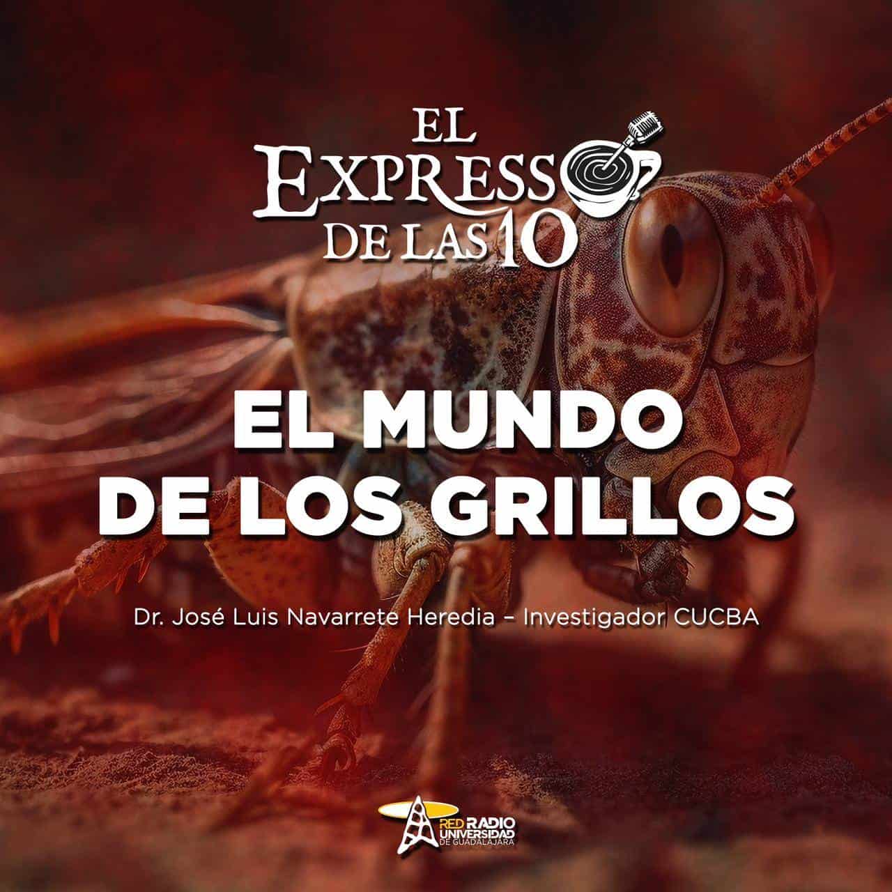 El mundo de los grillos - El Expresso de las 10 - Vi. 10 Enero 2025