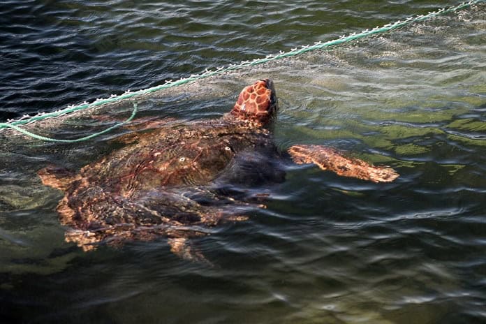 Túnez pone en marcha un hospital flotante para proteger a sus tortugas