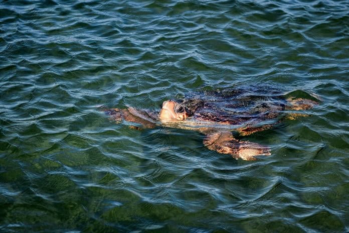 Túnez pone en marcha un hospital flotante para proteger a sus tortugas