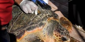 Túnez pone en marcha un hospital flotante para proteger a sus tortugas