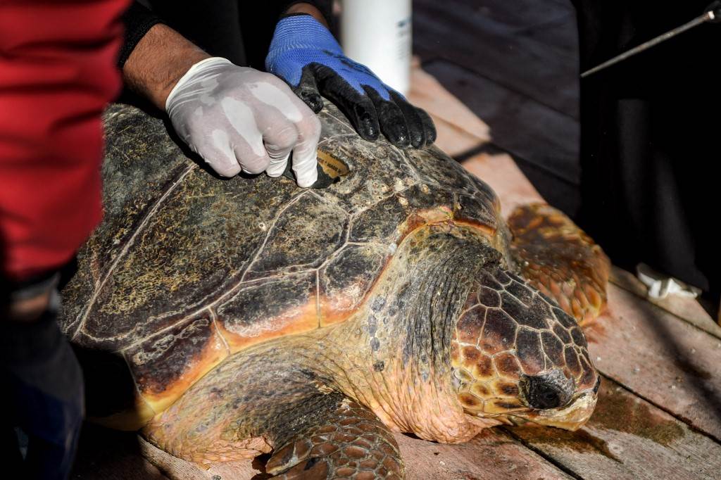 Túnez pone en marcha un hospital flotante para proteger a sus tortugas