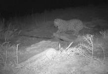 Avistan un leopardo persa, en peligro de extinción, en Kazajistán