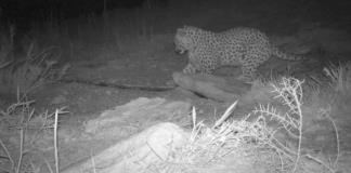 Avistan un leopardo persa, en peligro de extinción, en Kazajistán