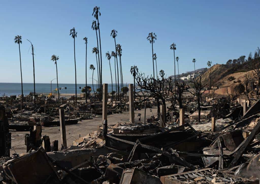 Cientos de animales vulnerables por los incendios de Los Ángeles