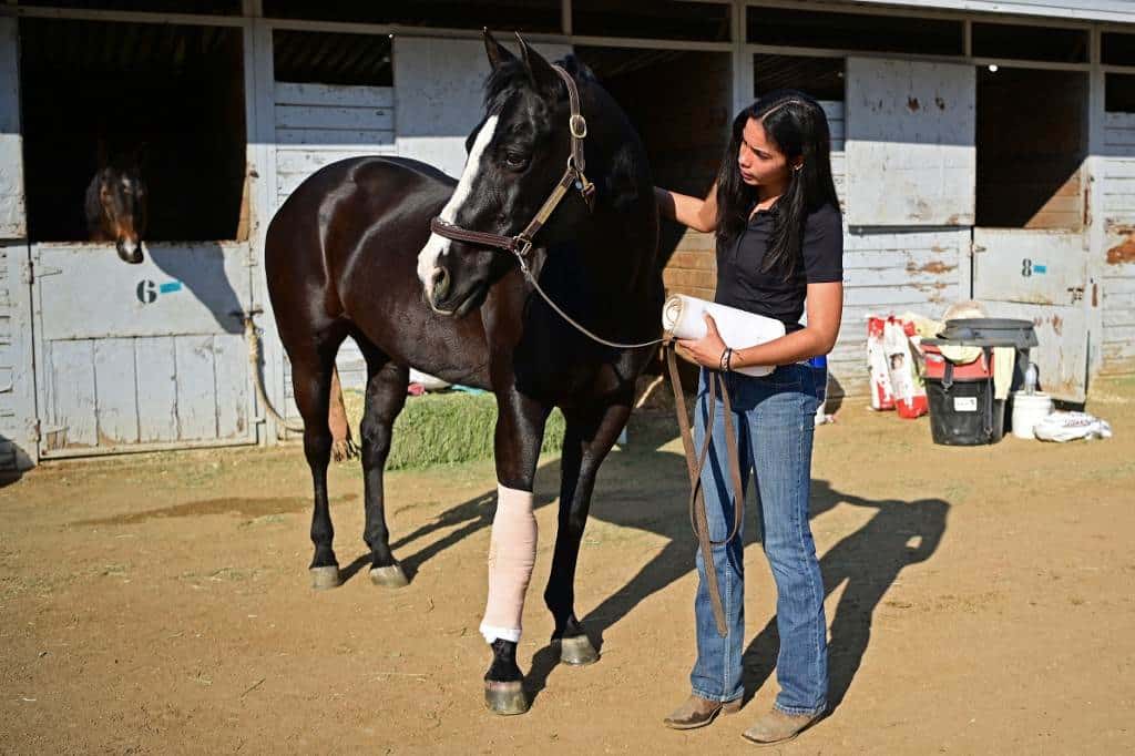 Cientos de animales vulnerables por los incendios de Los Ángeles