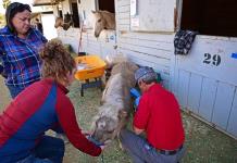 Cientos de animales vulnerables por los incendios de Los Ángeles