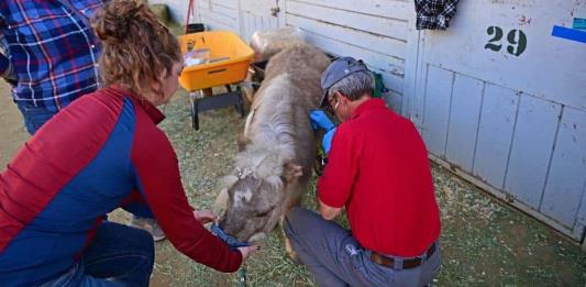 Cientos de animales vulnerables por los incendios de Los Ángeles