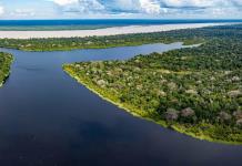 A más variedad de arboles, más peces en los bosques inundados de la Amazonía