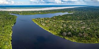 A más variedad de arboles, más peces en los bosques inundados de la Amazonía