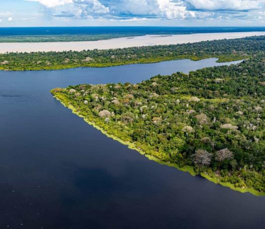 A más variedad de arboles, más peces en los bosques inundados de la Amazonía