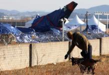 Investigadores de avión estrellado en Corea del Sur encuentran plumas en los motores, según medios