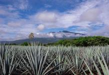 Acuerdan tequileros y agaveros dar prioridad a la compra de la planta a pequeños productores