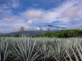 Acuerdan tequileros y agaveros dar prioridad a la compra de la planta a pequeños productores