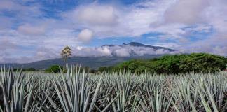 Acuerdan tequileros y agaveros dar prioridad a la compra de la planta a pequeños productores