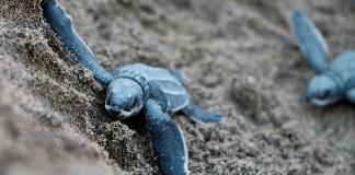 Interpol anuncia el desmantelamiento de una red de traficantes de tortugas protegidas