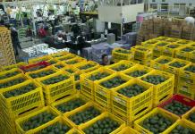 Aguacateros mexicanos confían en que las exportaciones a EE.UU. sigan por “buen camino”