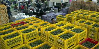 Aguacateros mexicanos confían en que las exportaciones a EE.UU. sigan por "buen camino"