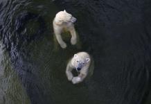 La población de osos polares de la bahía de Hudson (Canadá) se ha reducido casi a la mitad