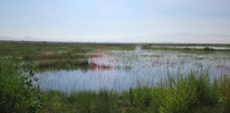 Lago de Texcoco se integra a Red Mundial de Sitios Demostración Ecohidrológica de Unesco