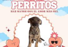 Salvando Vidas Ocotlán organiza citas con perritos para promover adopción