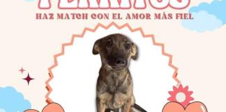 Salvando Vidas Ocotlán organiza citas con perritos para promover adopción