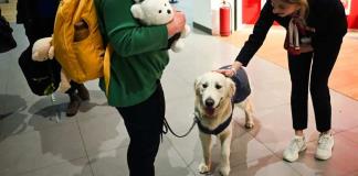 ¿Miedo a volar? El aeropuerto de Skopje tiene todo previsto... ¡incluso un perro!