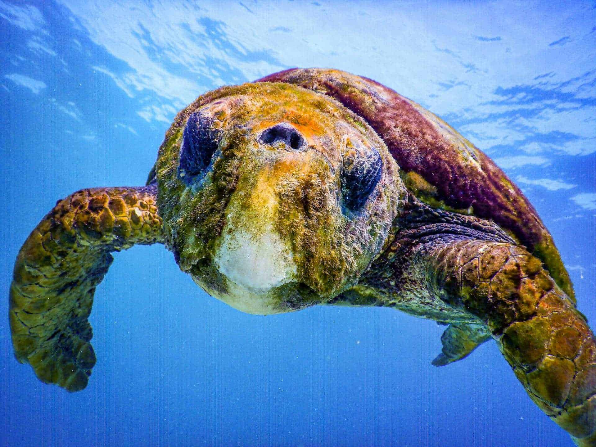 La tortuga boba demuestra cómo los animales utilizan el campo magnético como un mapa