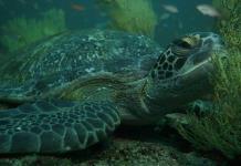 La tortuga boba demuestra cómo los animales utilizan el campo magnético como un mapa