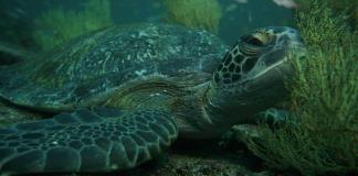 La tortuga boba demuestra cómo los animales utilizan el campo magnético como un mapa