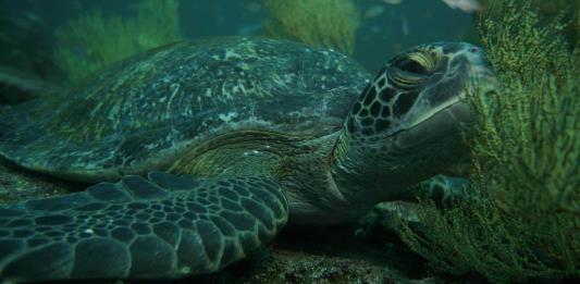 La tortuga boba demuestra cómo los animales utilizan el campo magnético como un mapa