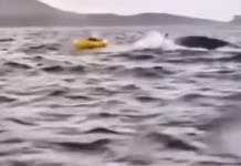 Pensé que me había comido: Kayakista atrapado en las fauces de una ballena en Chile