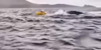 Pensé que me había comido: Kayakista atrapado en las fauces de una ballena en Chile